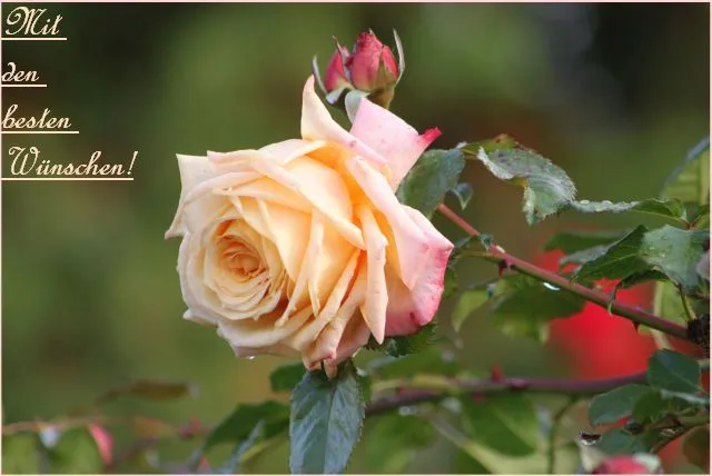 Rose W 21.10mit den besten wünschen.webp