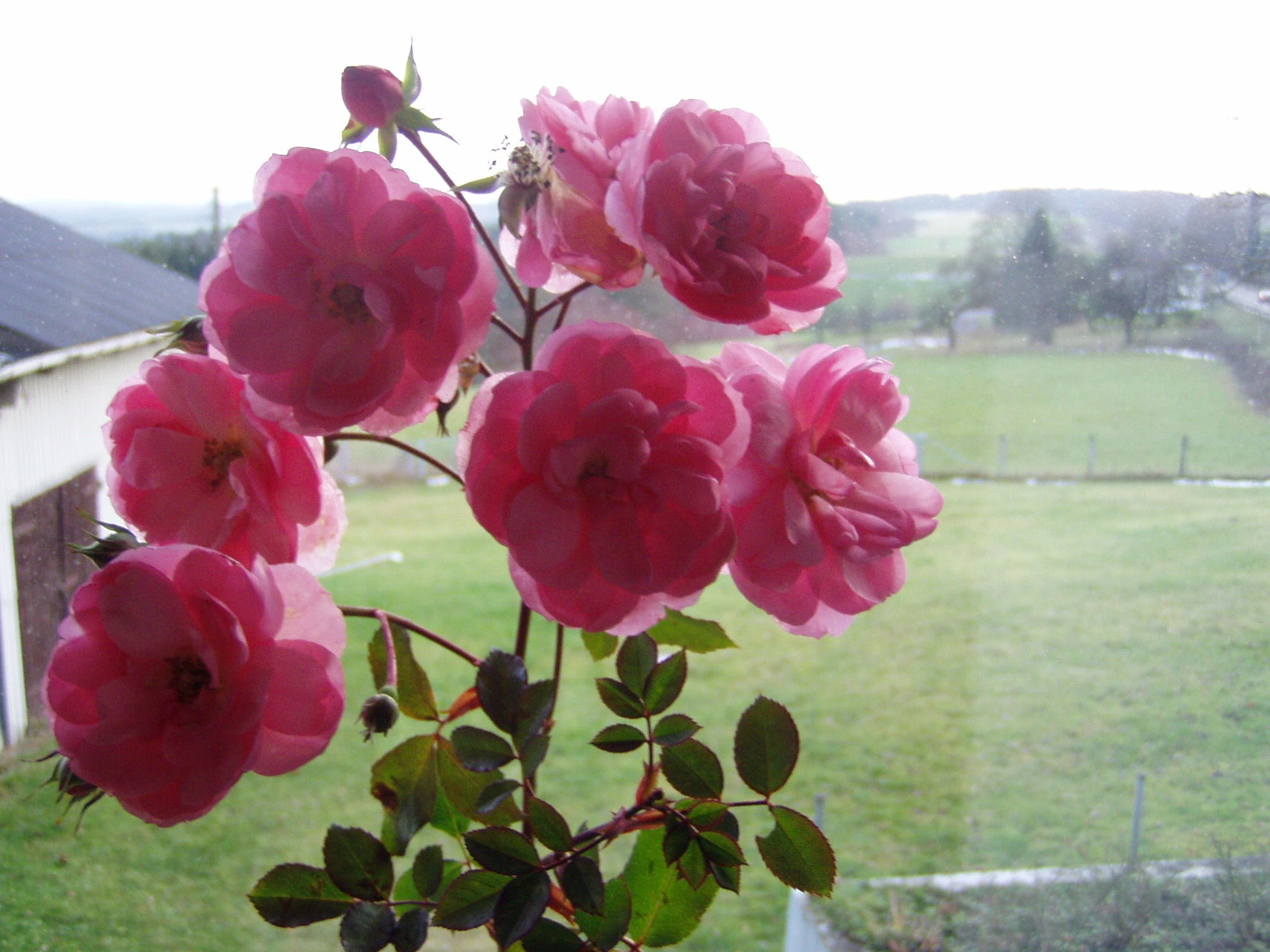 Rose Westerwald.webp