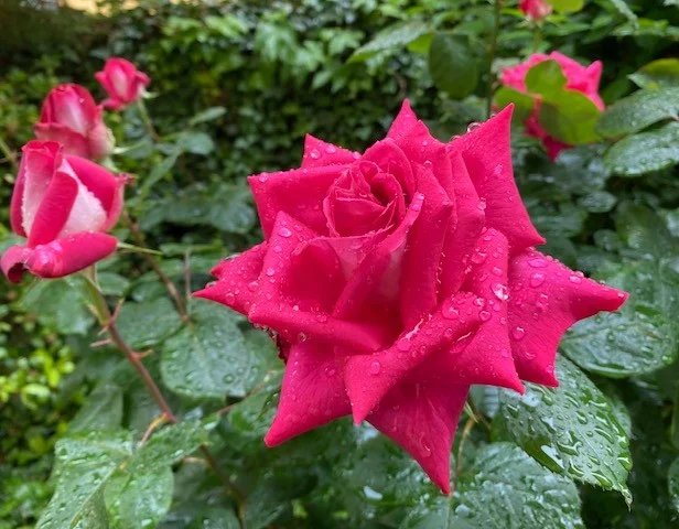 Rose2.webp