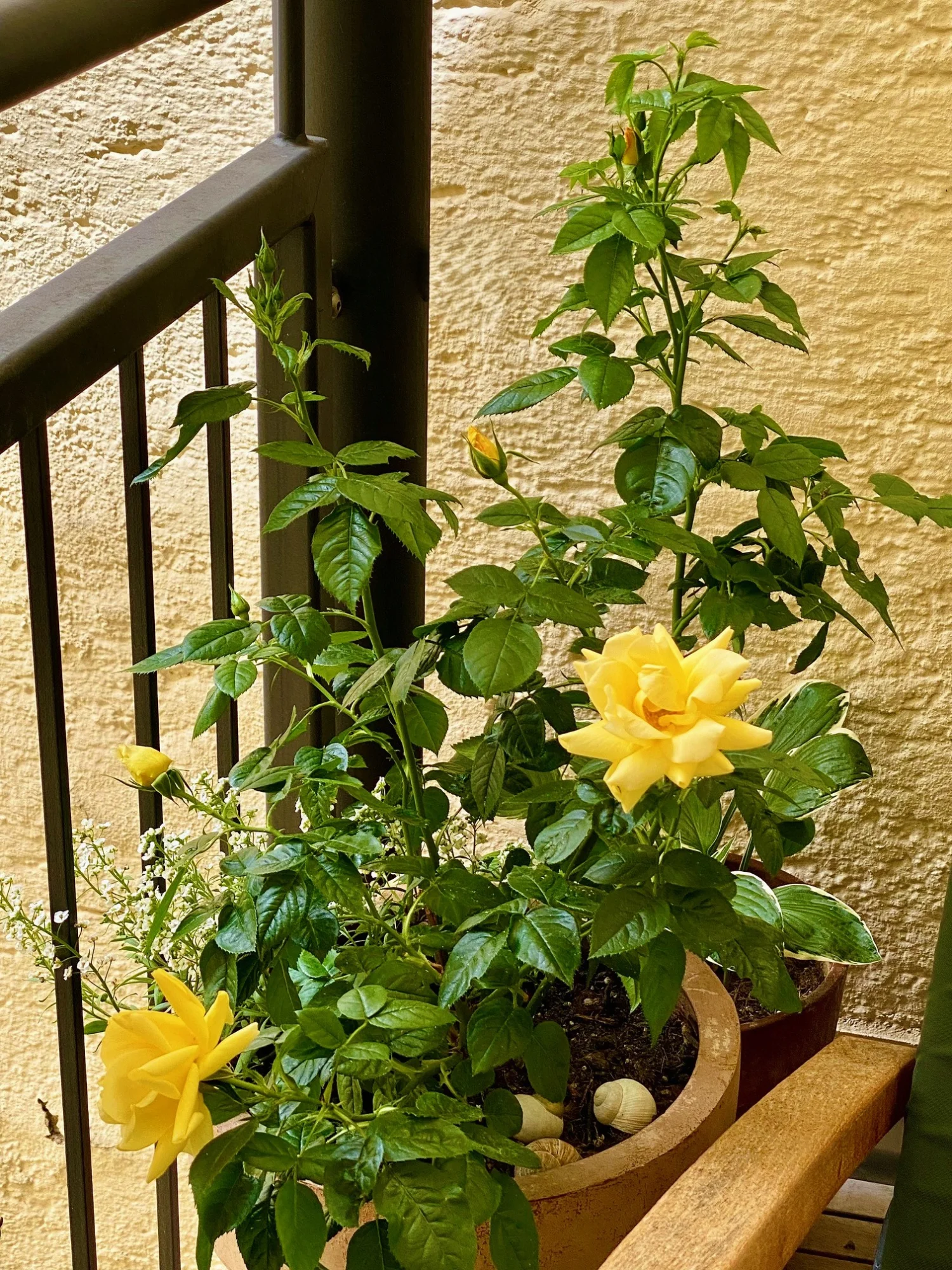 Rose26.webp