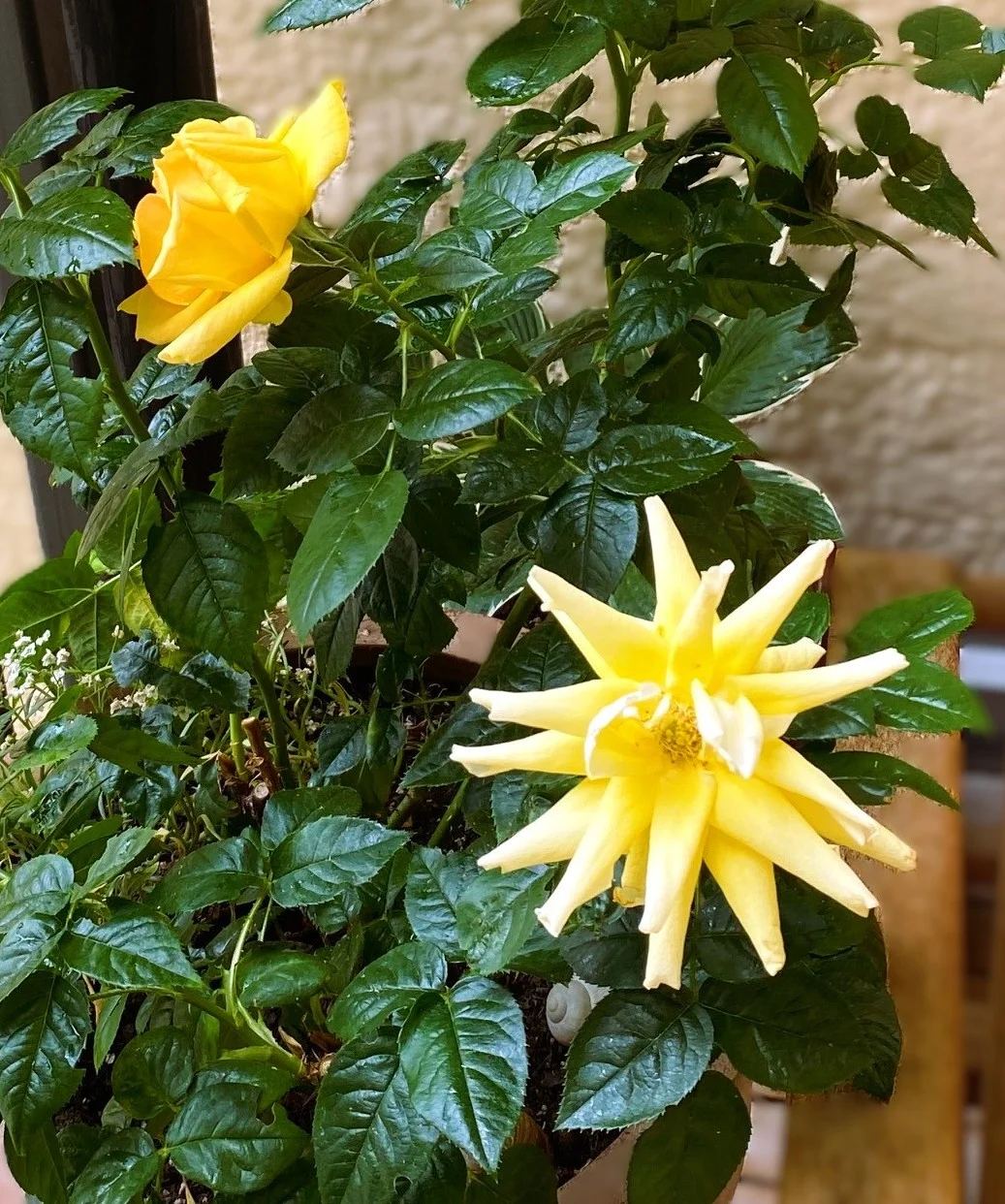 Rose26.webp