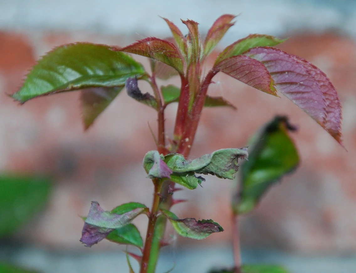 Blätter werden welk an Kletterrose