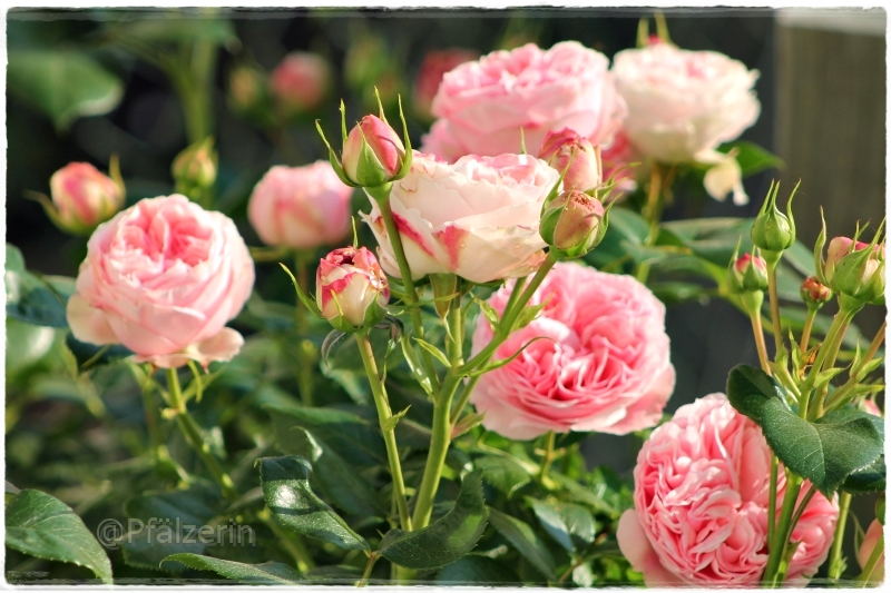 Rosen 1.webp