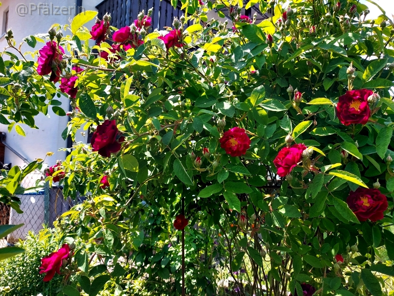 Rosen 4.webp