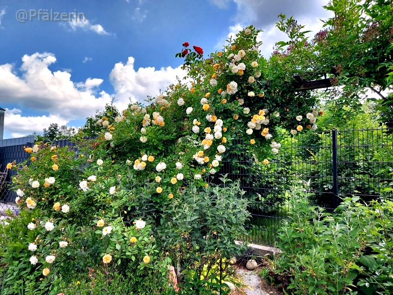 Rosen 9.webp