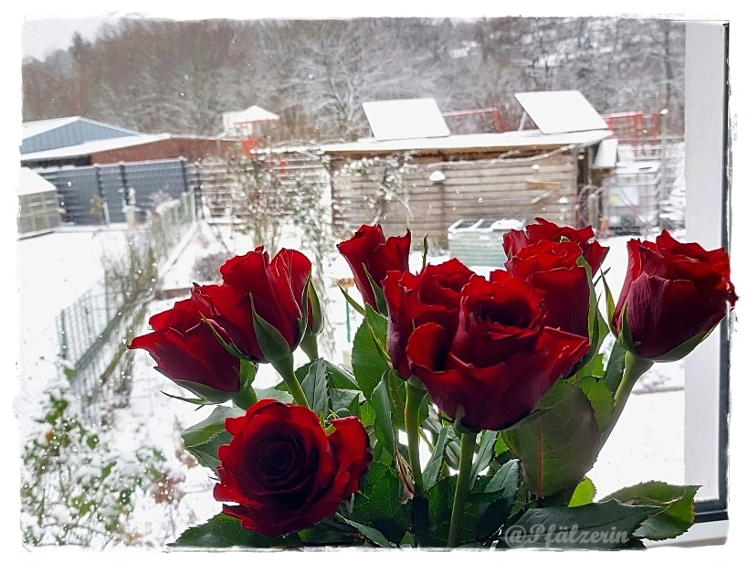 Rosen im Winter 1.webp