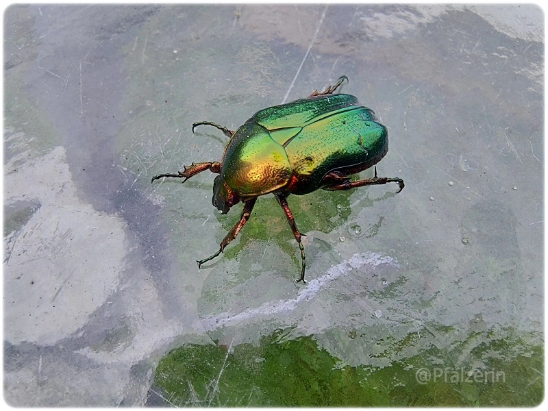 Rosenkäfer 1.webp