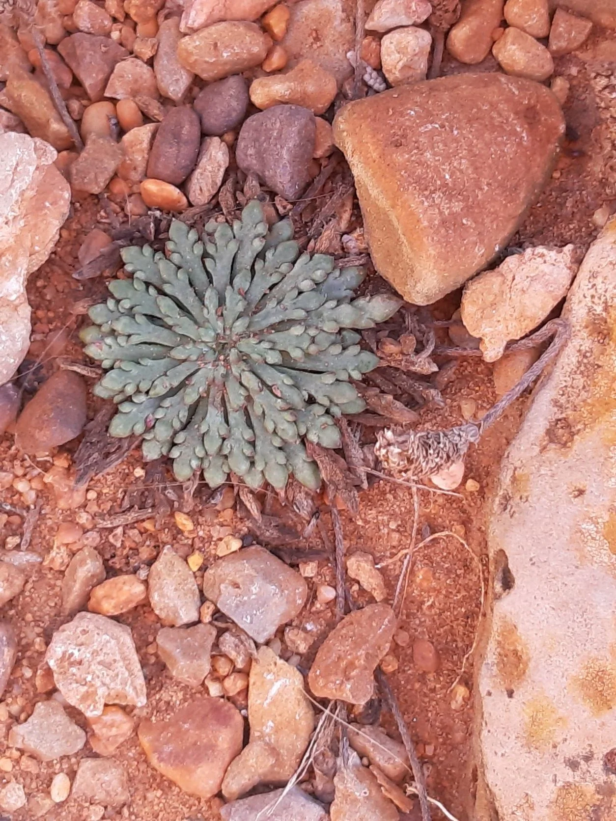rosette.webp