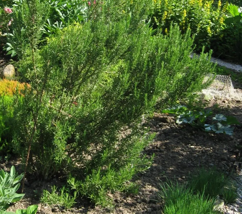 Rosmarin wann und wie zurückschneiden ?