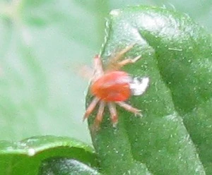 rotes Tierchen