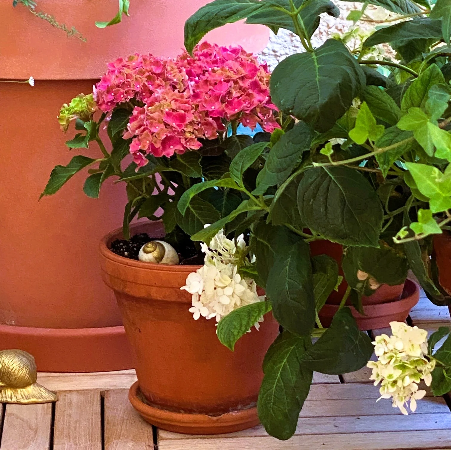 Rote Hortensie.webp
