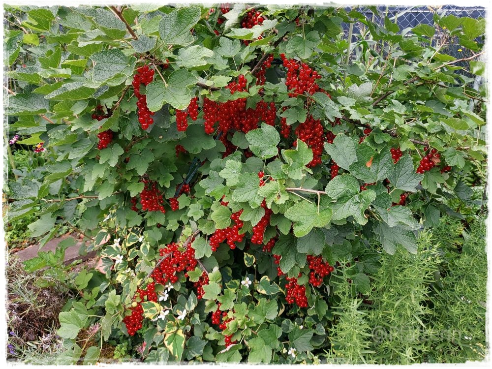 Rote Johannisbeeren 1.jpg
