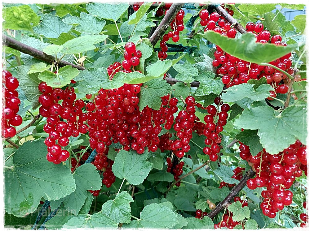 Rote Johannisbeeren 2.jpg