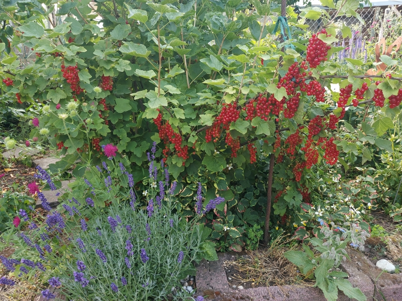 Rote Johannisbeeren a.webp