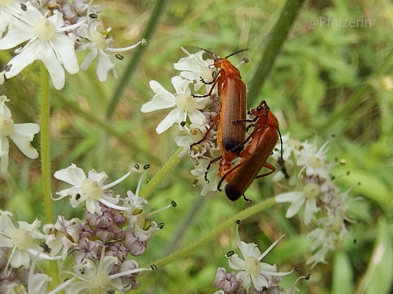 Roter Weichkäfer - Rhagonycha fulva 6.webp