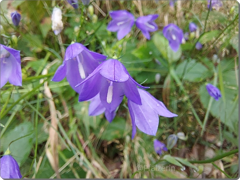Rundblättrige Glockenblume - Campanula rotundifolia.webp
