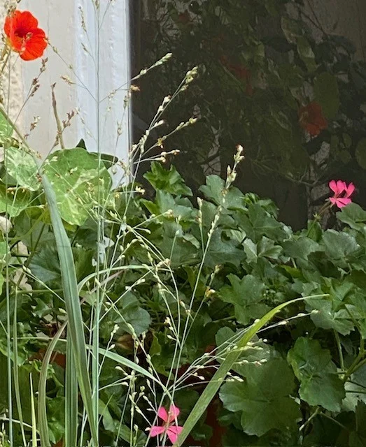 Rutenhirse.webp