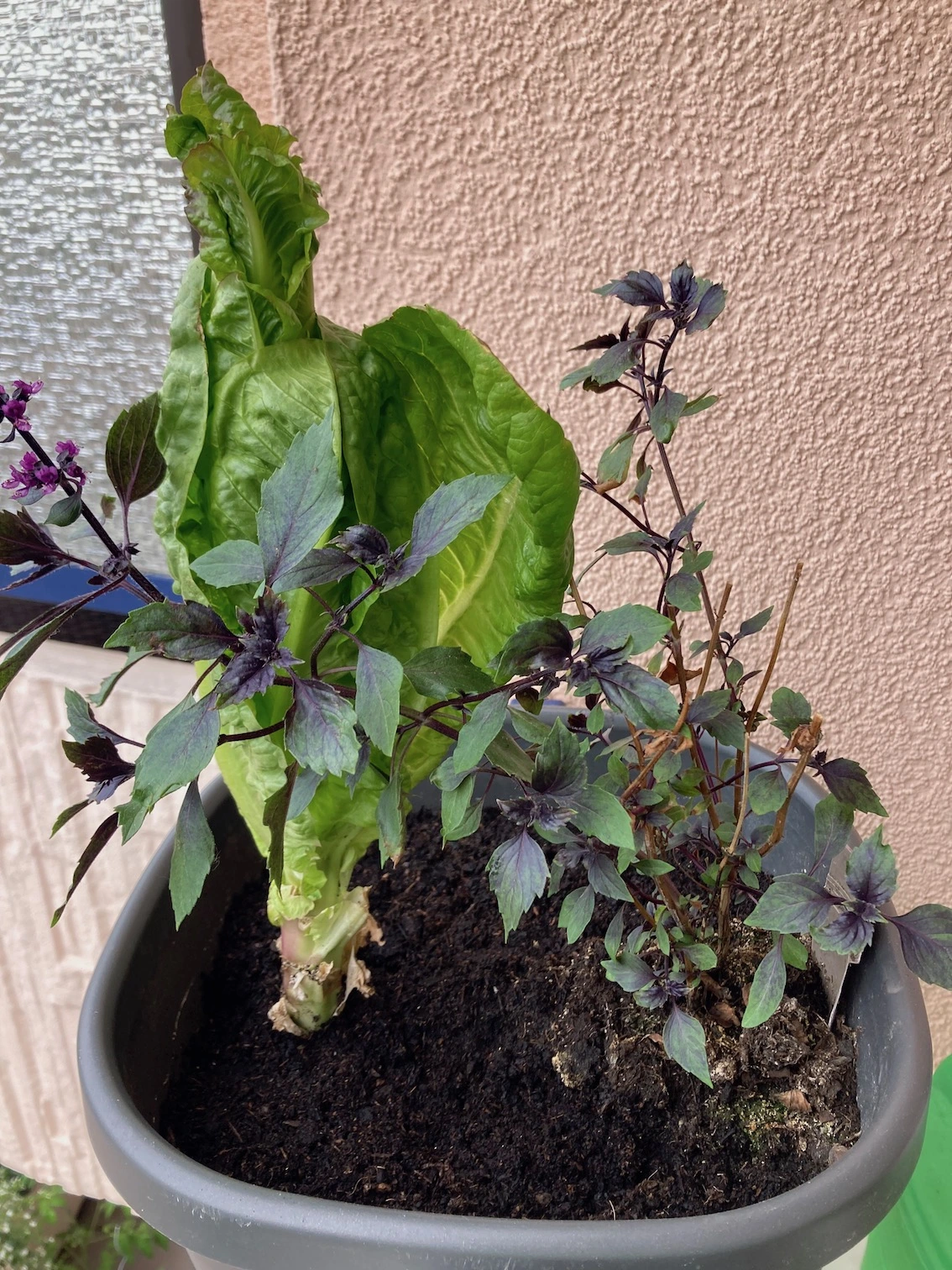 forum.hausgarten.net