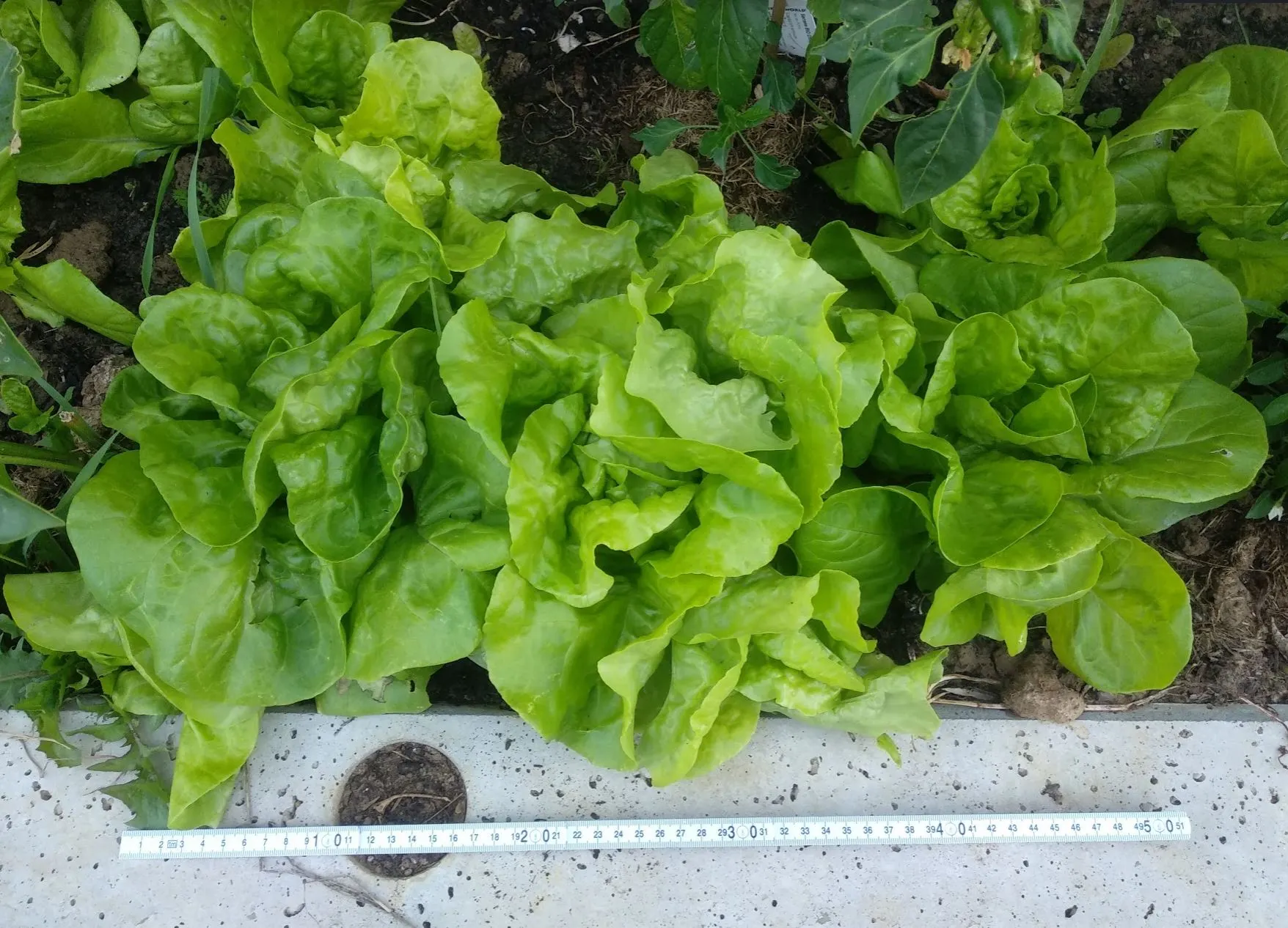 Wann ist der richtige Zeitpunkt Kopfsalat zu ernten?