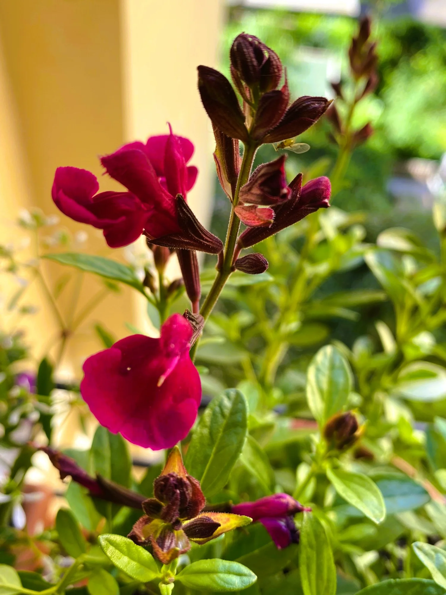Salbei rot.webp