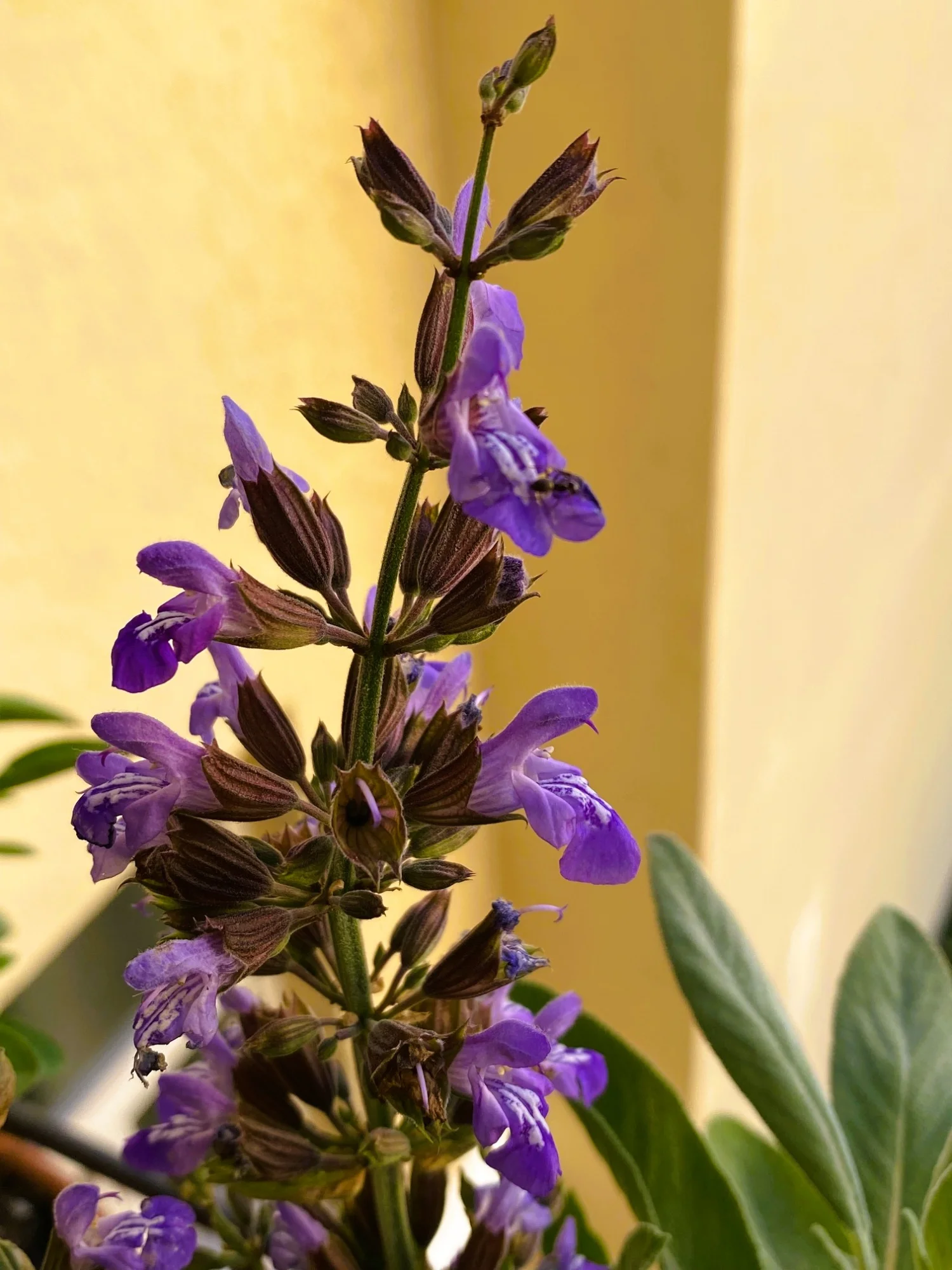 Salbei.webp