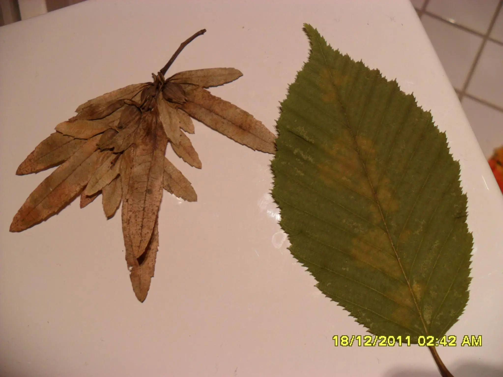 Hainbuche (Carpinus betulus) Foto