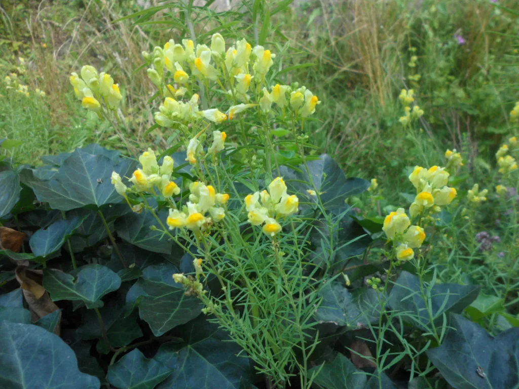 Gelöst Echtes Leinkraut (Linaria vulgaris)