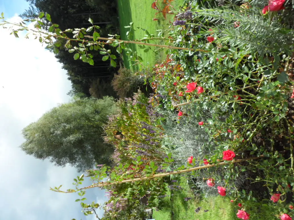 Bodendeckerrose als kleine Kletterrose Ziehen