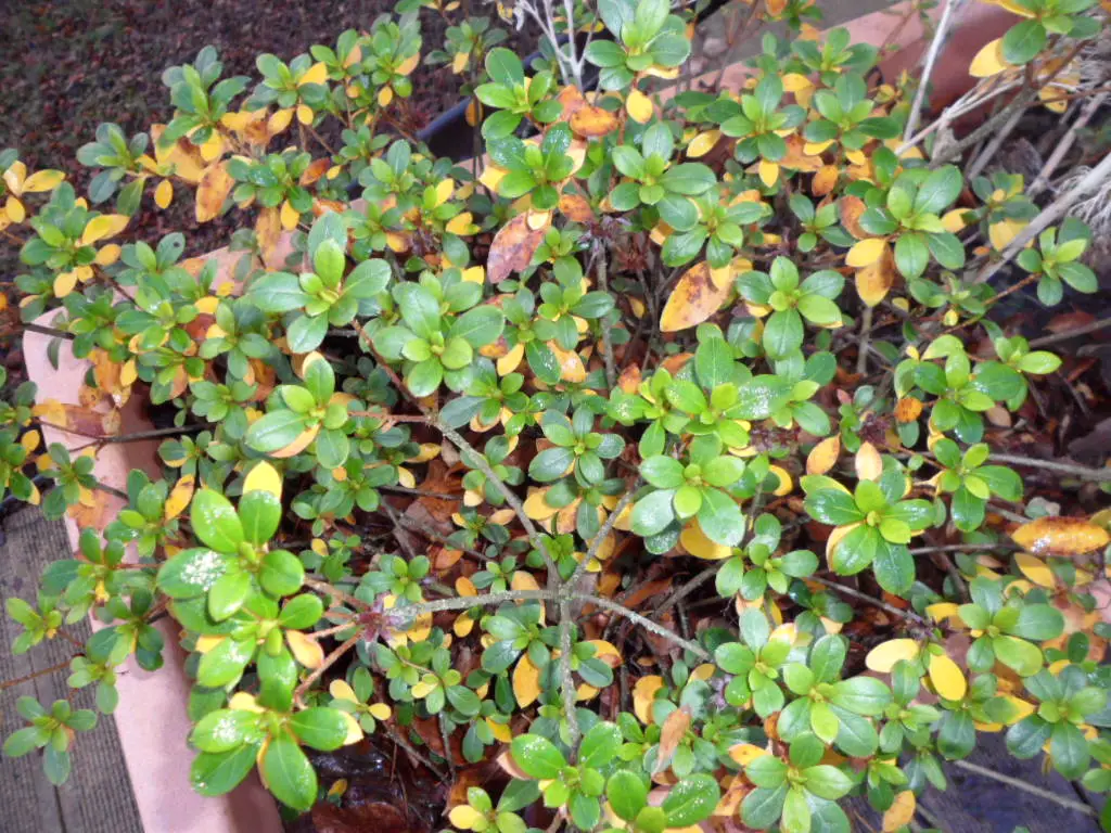 Azalee und gelbe Blätter