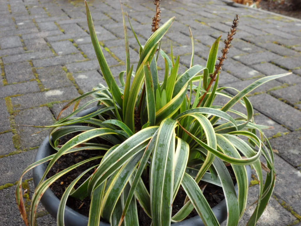 Gelöst Wer ist sie? Liriope muscari `Variegata`