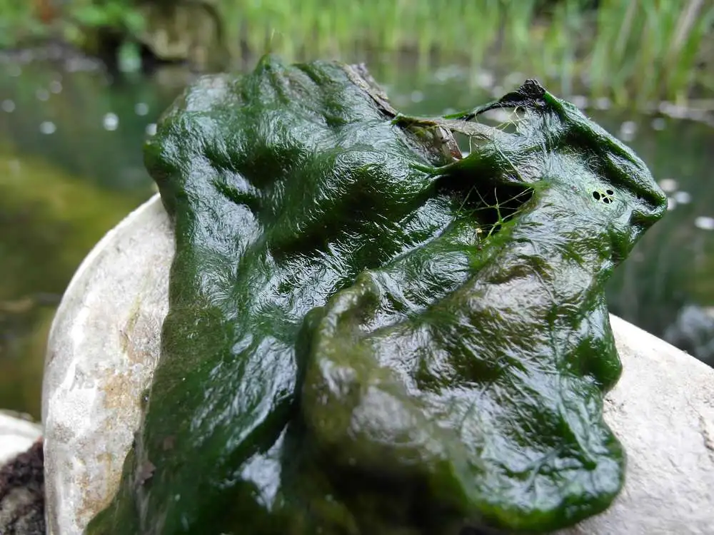 Algen im Gartenteich Was für Algen sind das?