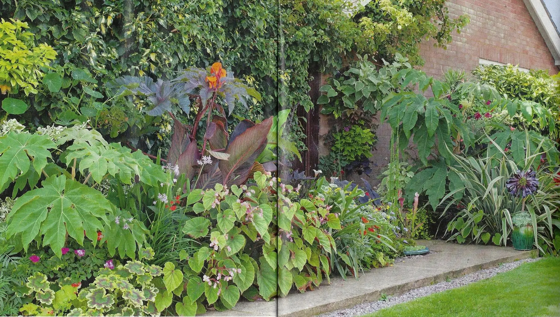 Pflanze mit herzförmigen Blättern / tropischer Garten