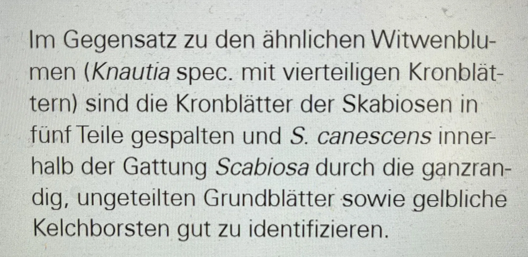 scariose_vs_witwenblume.webp