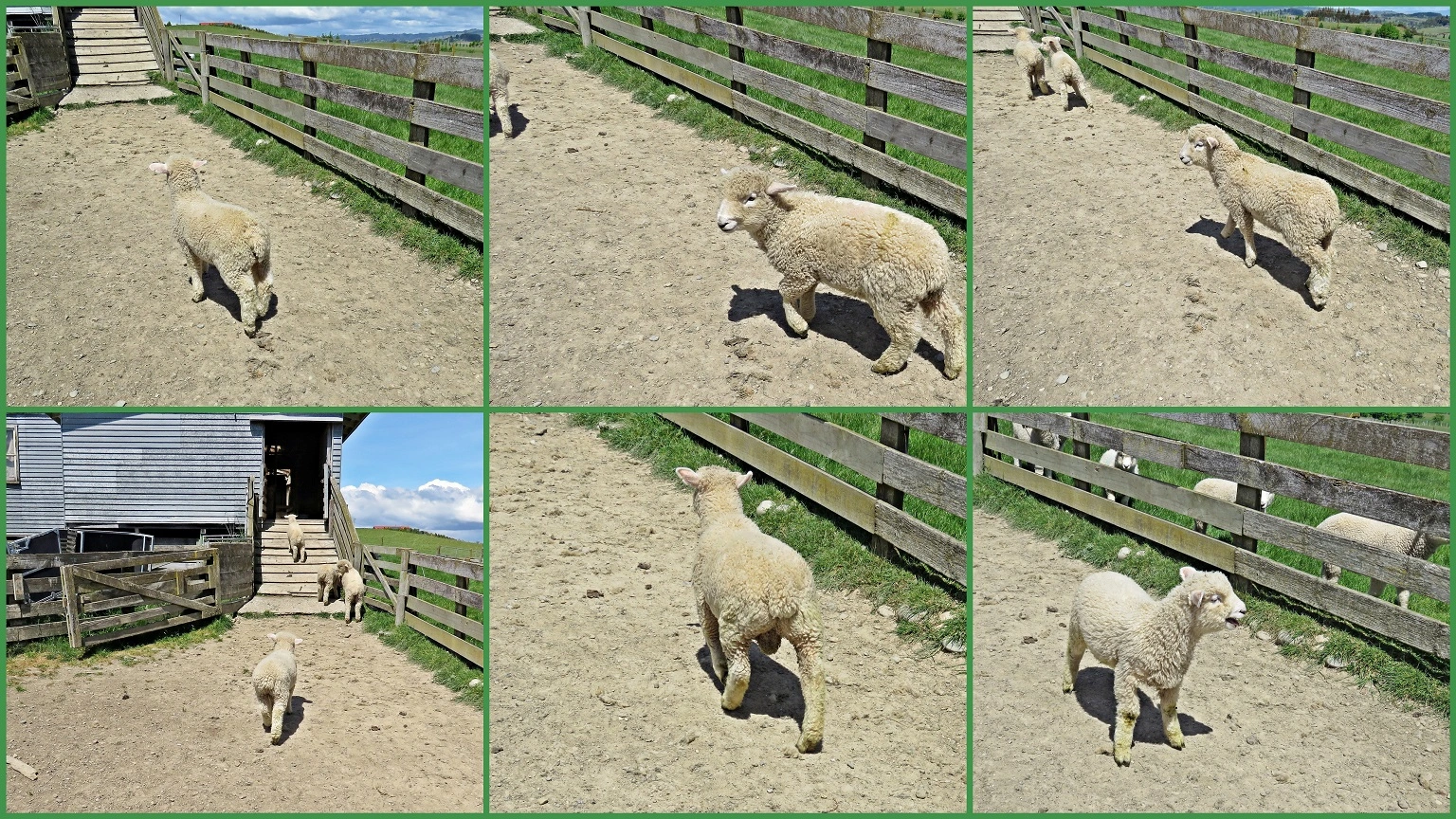 Schaefchen Collagev (2).webp