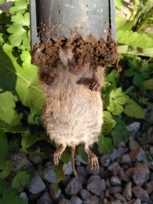 Schermaus-01.webp