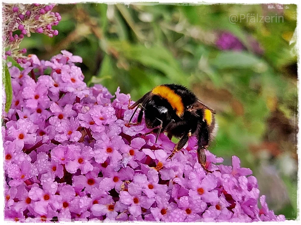 Schlafende Hummel 1.webp