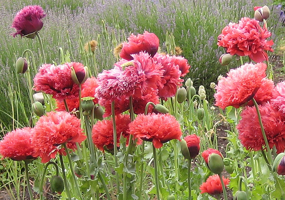  schlafmohn.webp