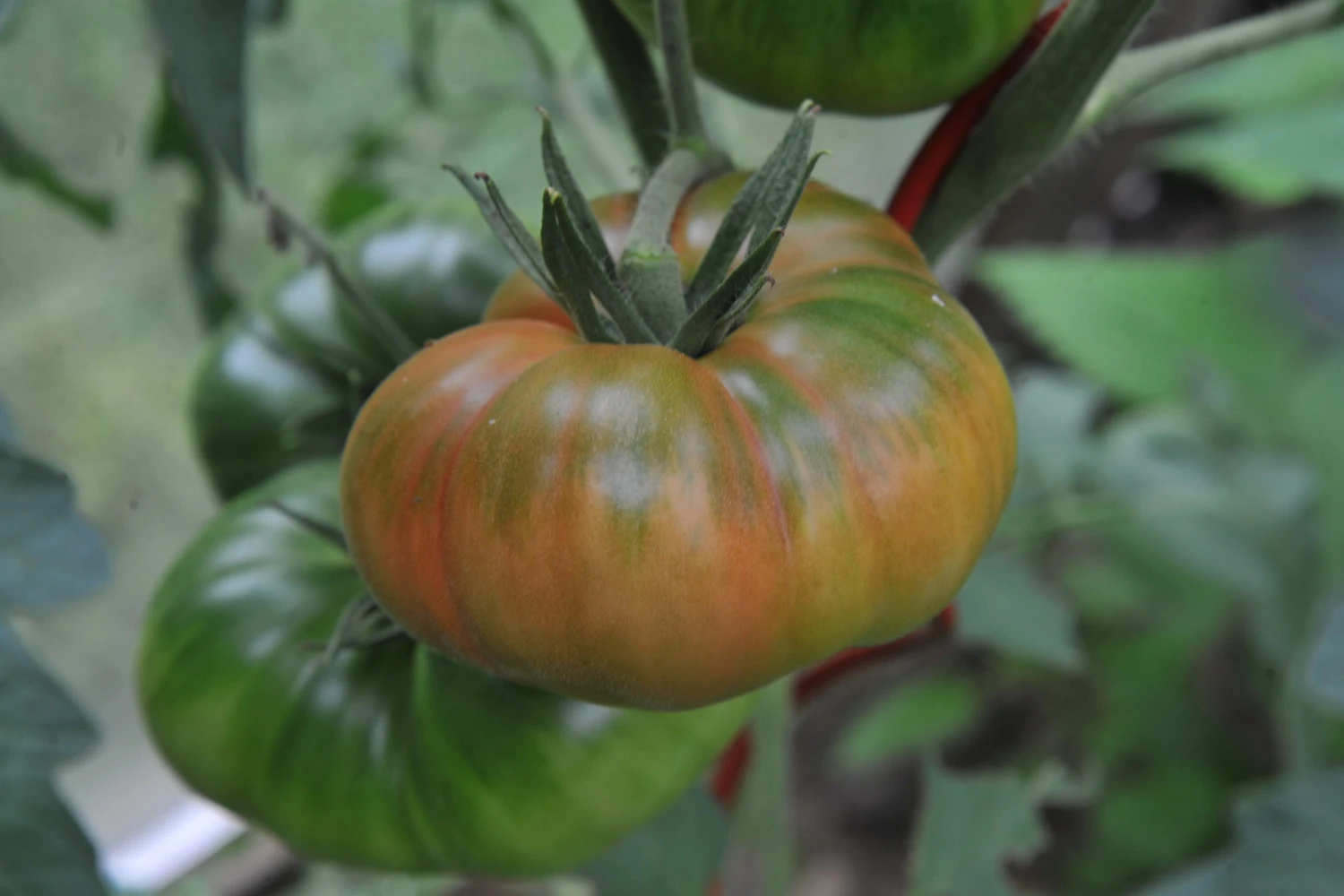 Schlesische_Himbeere.webp