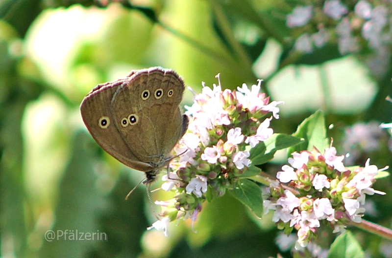 Schmetterling 2.jpg