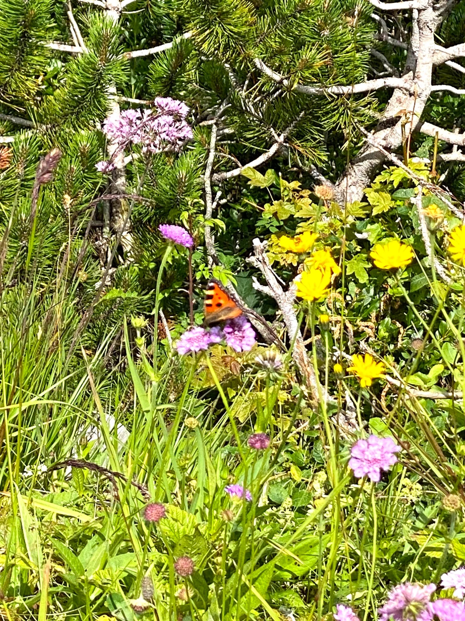 Schmetterling.webp