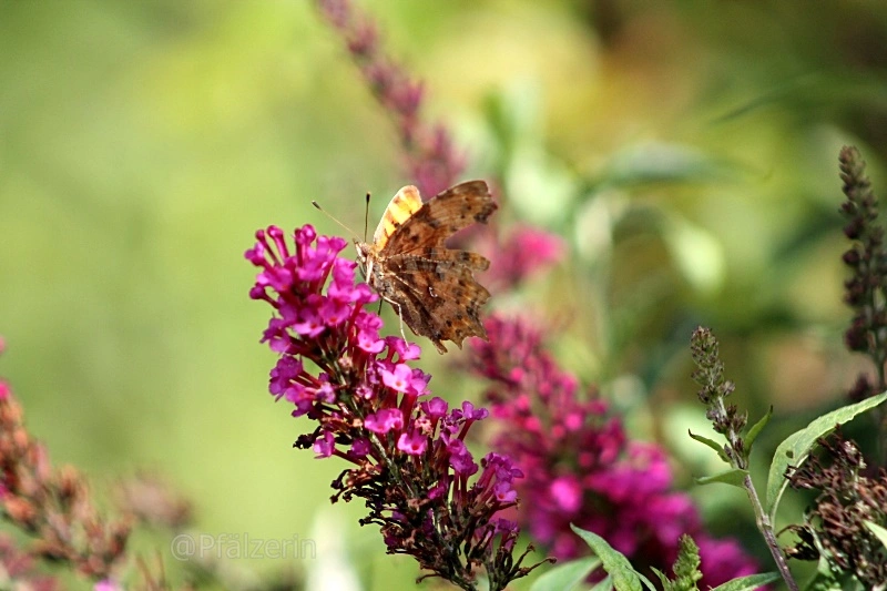 Schmetterlinge 1.webp