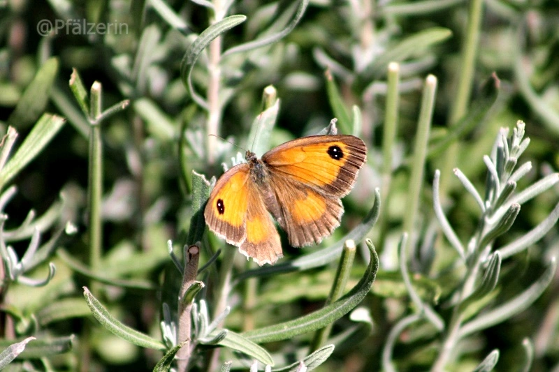Schmetterlinge 3.webp
