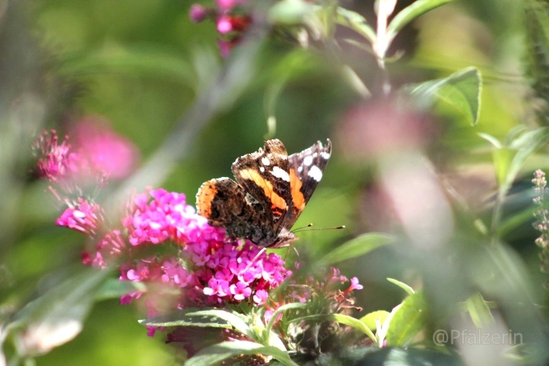 Schmetterlinge 7.webp