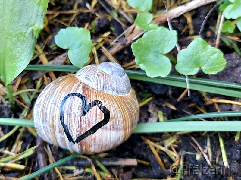 Schnecke mit Herz 1.webp