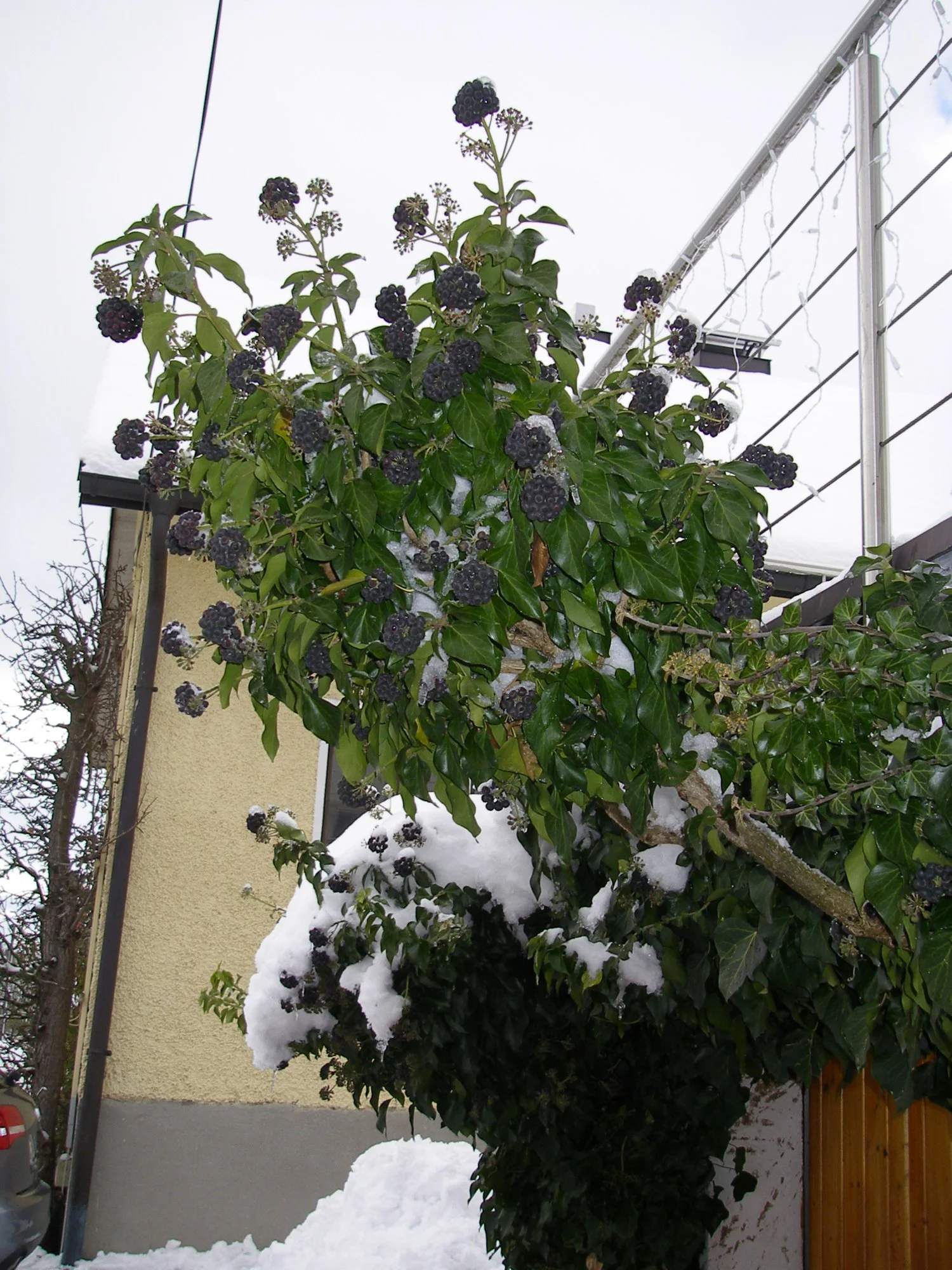 Schnee_063_01_2019 (5).webp