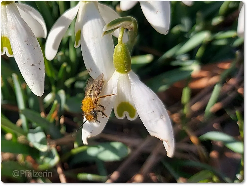 Schneeglöckchen mit Wildbiene 2.webp