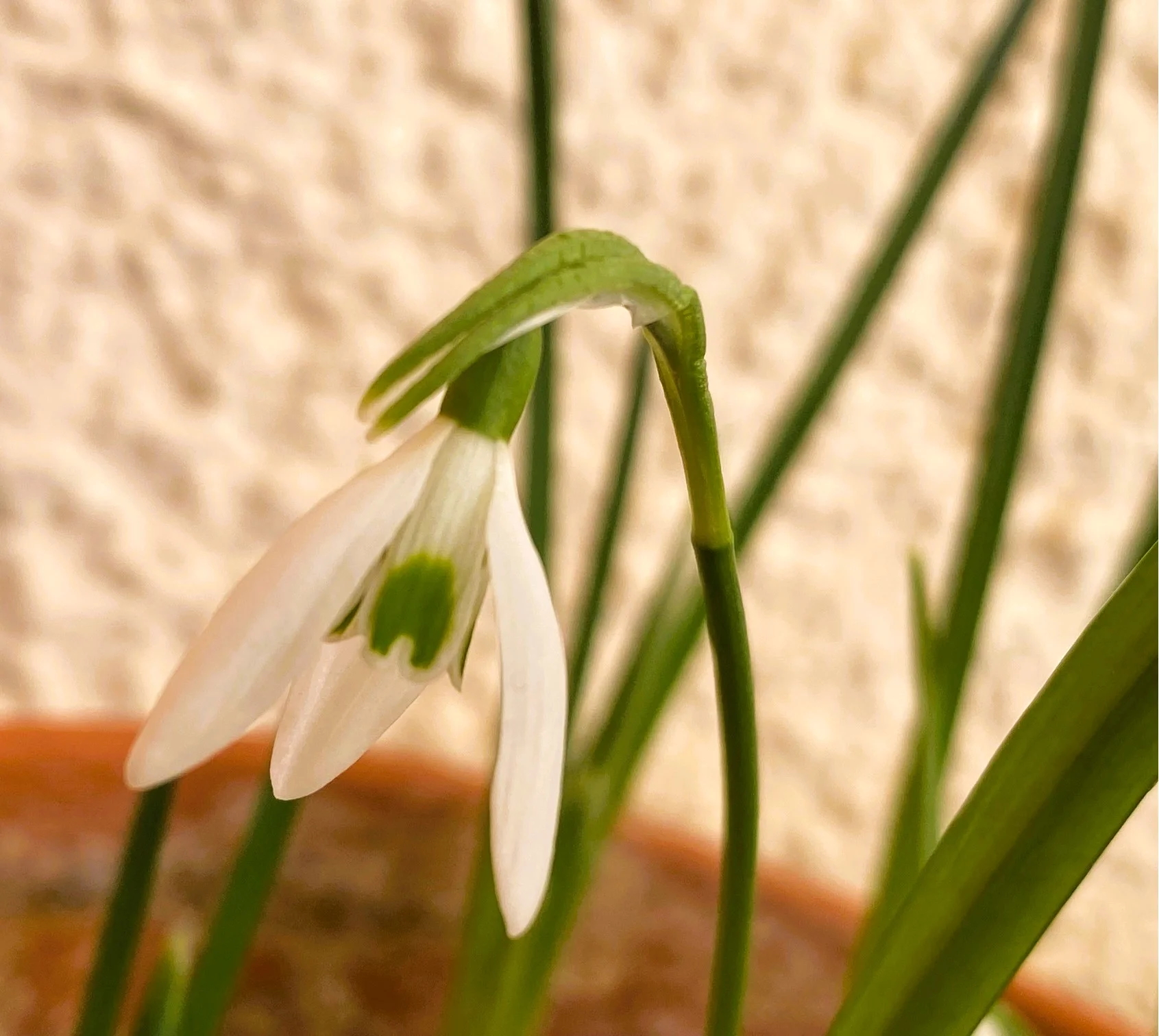 Schneeglöckchen .webp