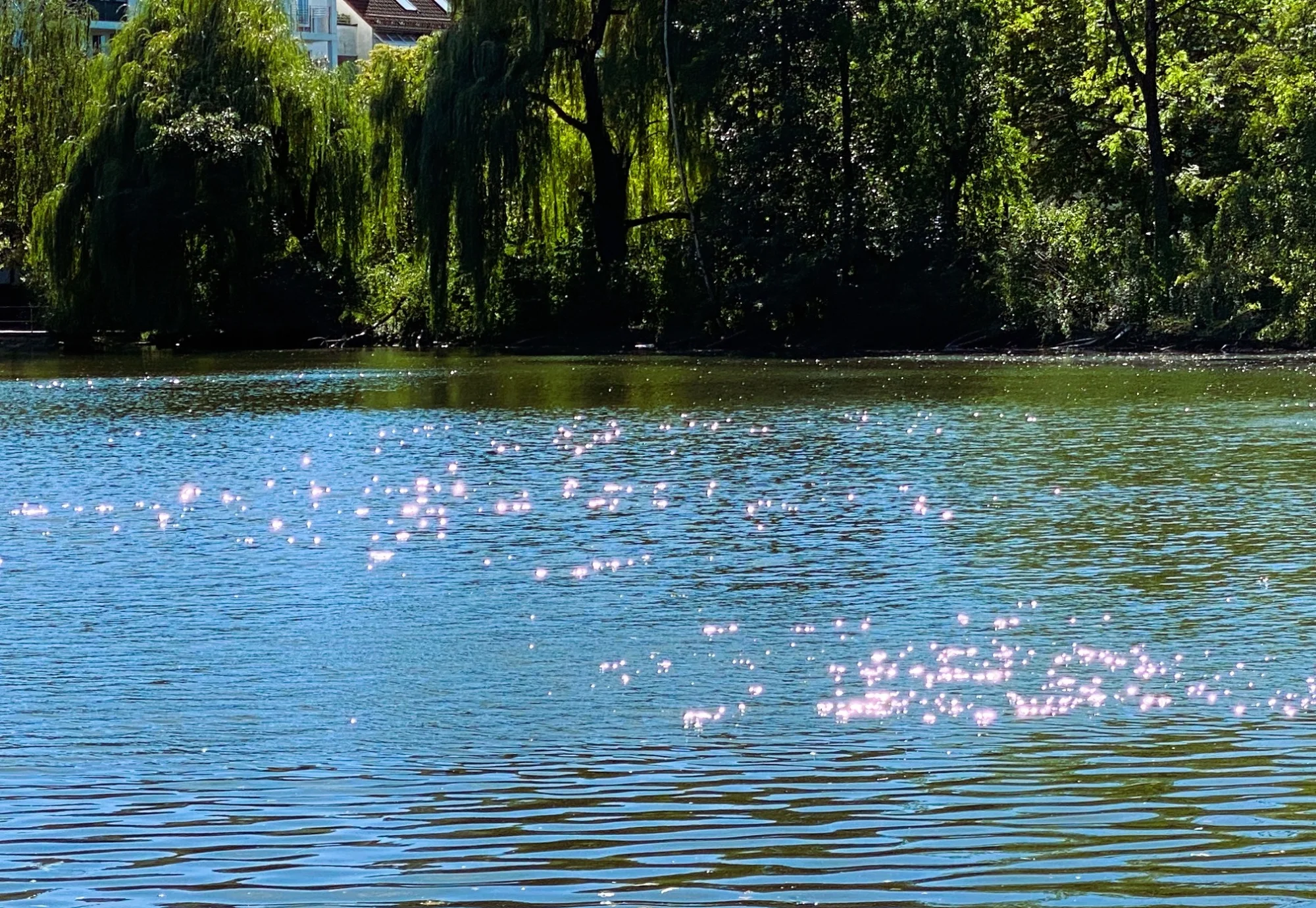 Schwabinger See1.webp