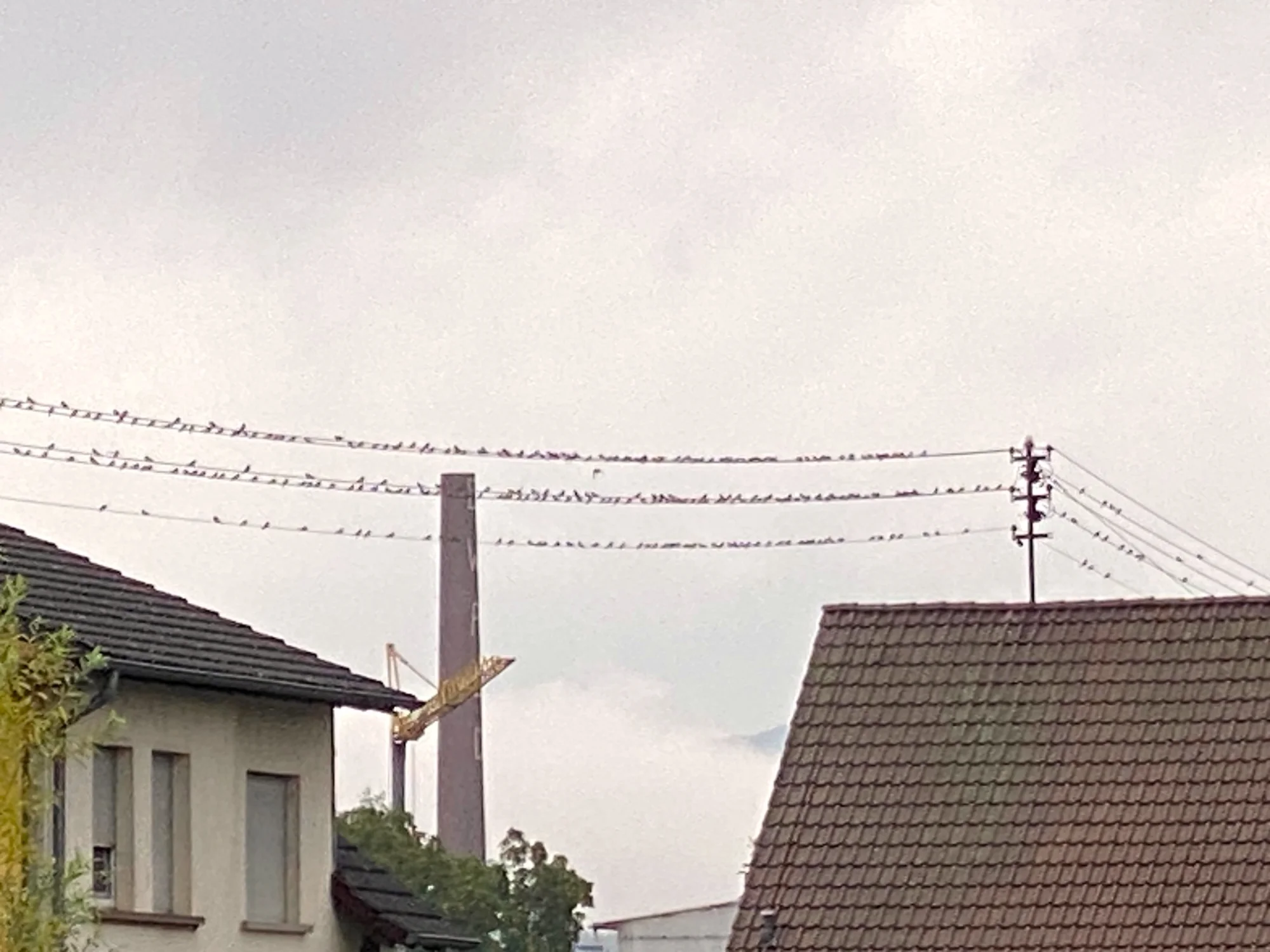 Schwalben.webp