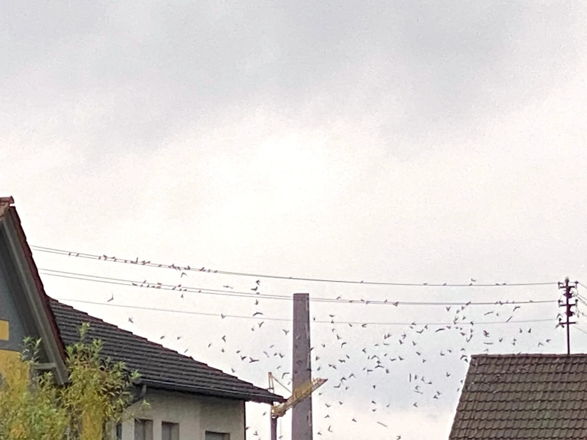 Schwalben1.webp